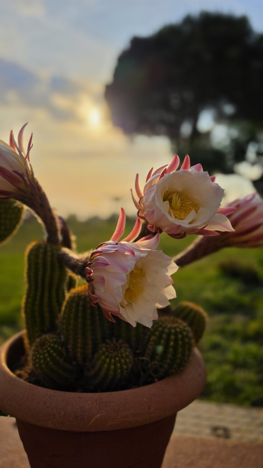 Cactus in fiore in un vaso di terracotta al tramonto, con grandi fiori bianchi e rosa — Flowering cactus in a terracotta pot at sunset, with large white and pink blooms