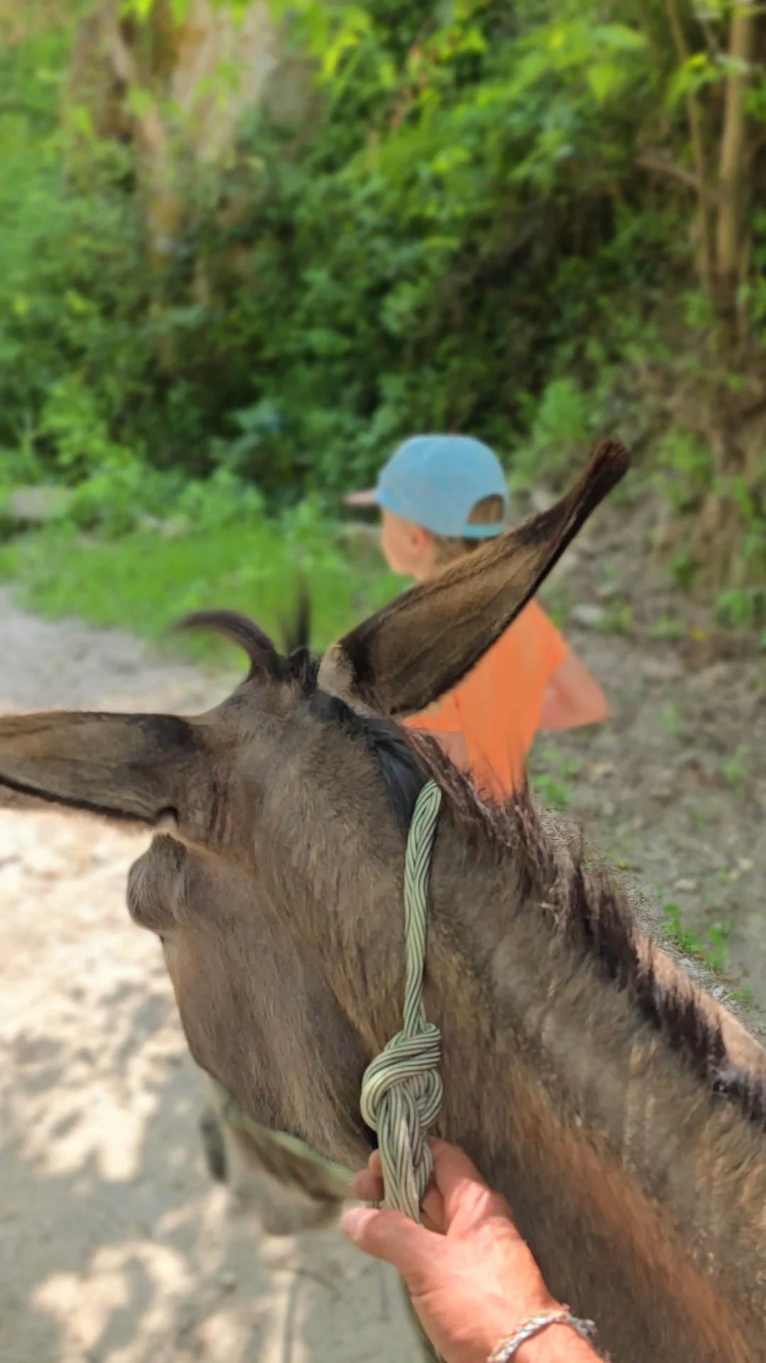 Trekking con gli asini lungo i sentieri della valle verso il mulino antico — Donkey trekking along the valley trails towards the old watermill