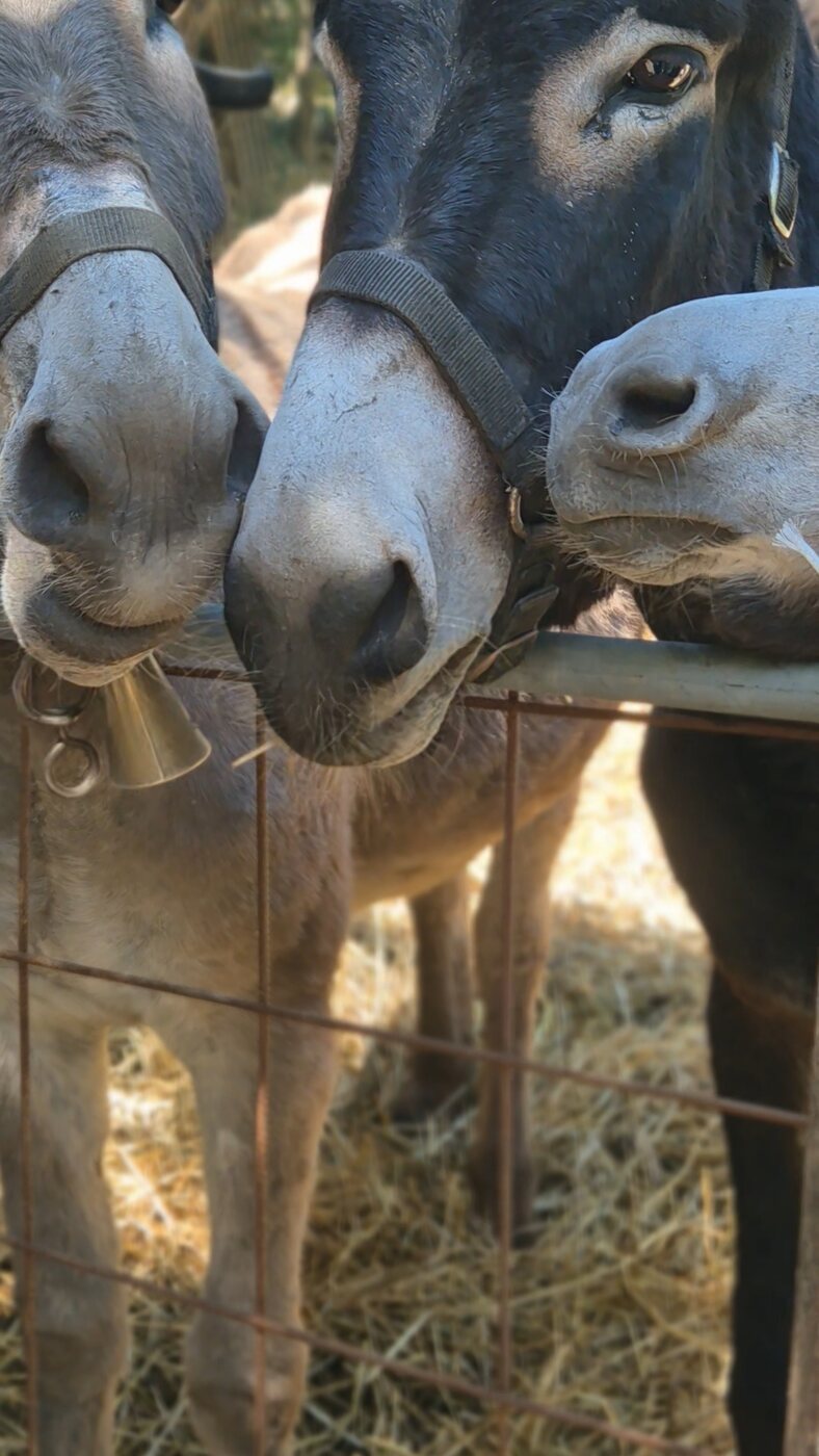 Due asini affacciati allo steccato della fattoria — Two donkeys looking over the farm fence