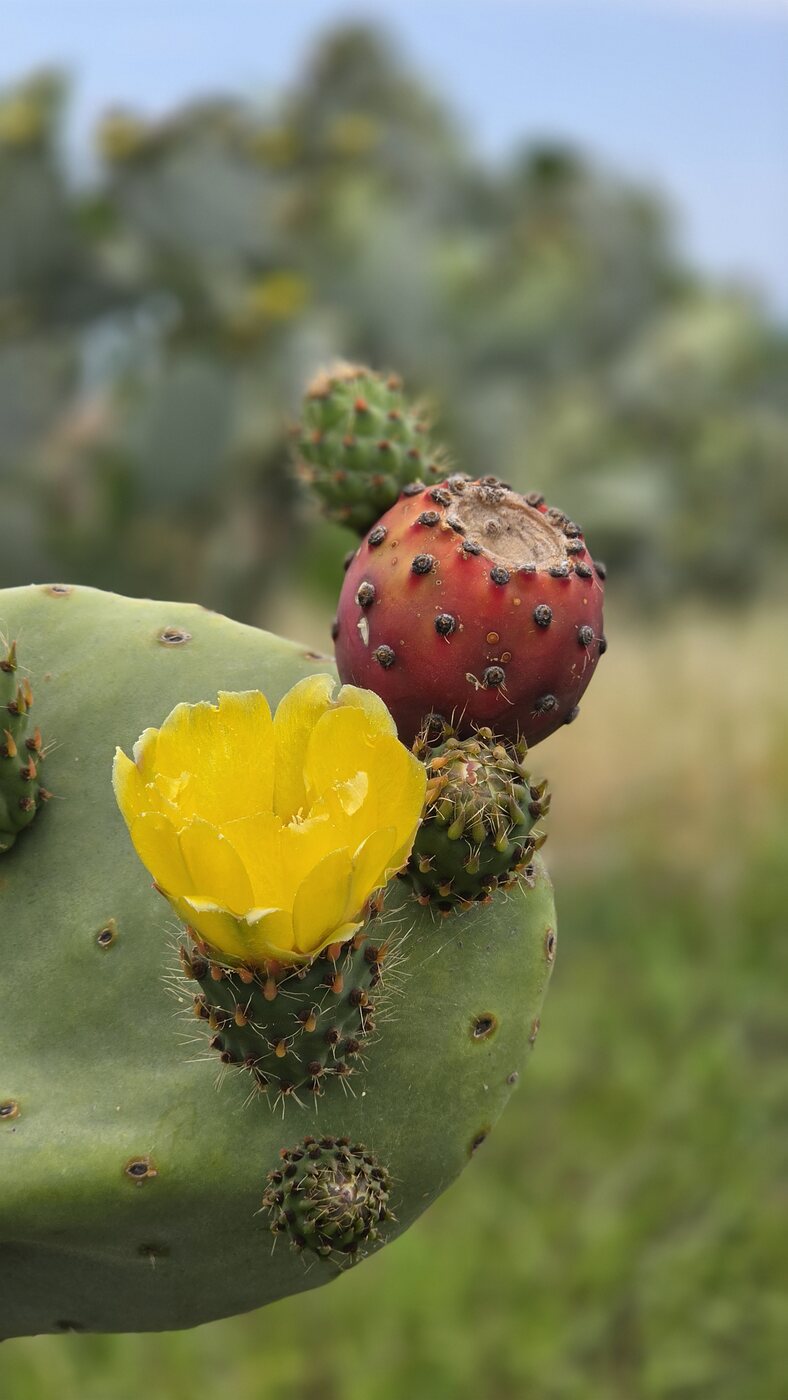 Fichi d'India maturi e colorati, frutto simbolo della Calabria — Ripe, colourful prickly pears, an icon of Calabria