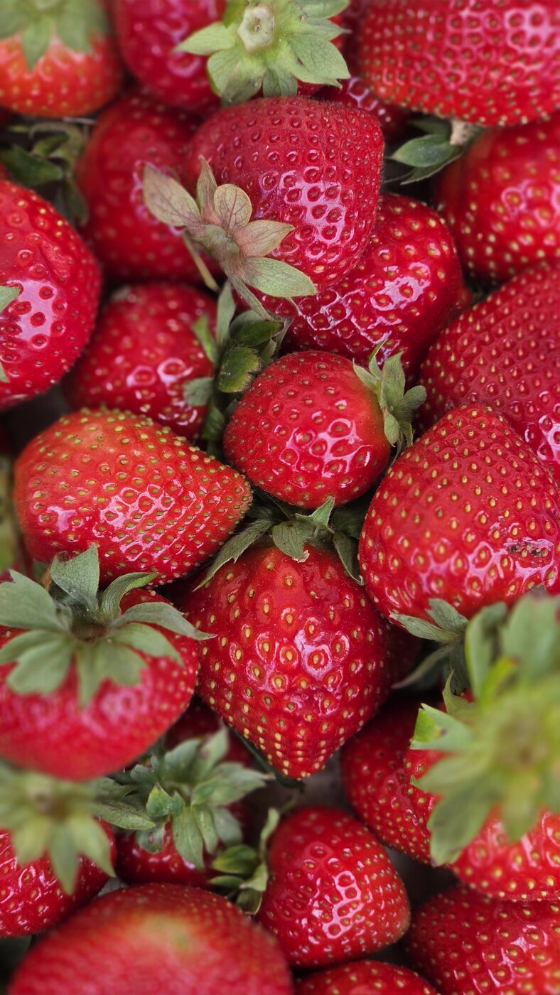 Fragole biologiche appena raccolte nell'orto della fattoria — Freshly picked organic strawberries from the farm garden